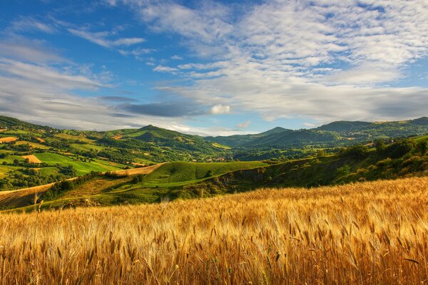 Champ de blé parmi les collines verdoyantes, sous le ciel Azur d été