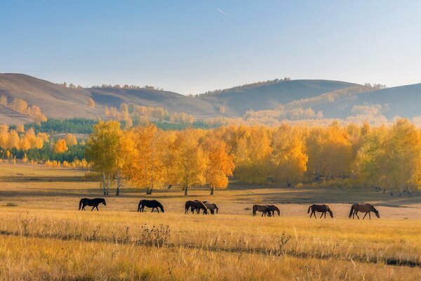 Chevaux paissant dans la nature en automne