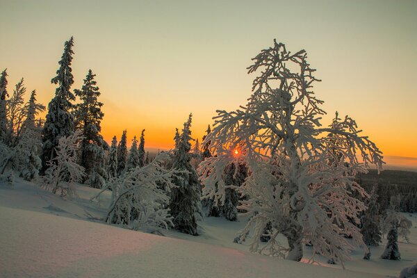 Winter in Finnland. Bäume im Schnee