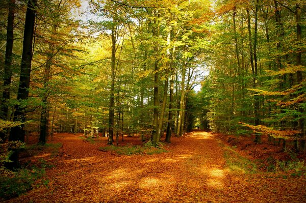 Autumn landscape with reflections of the sun