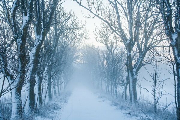 A narrow road into a foggy winter forest