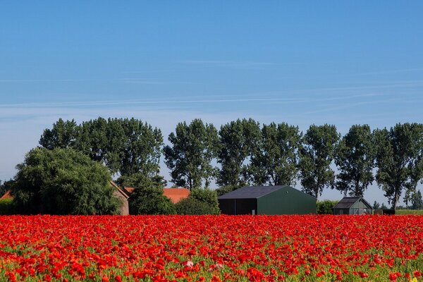 A field with flowers on a summer day