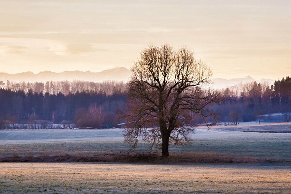 Arbre solitaire dans un champ dégagé