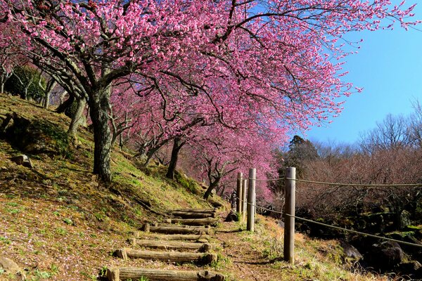 Mountain slope with cherry blossoms