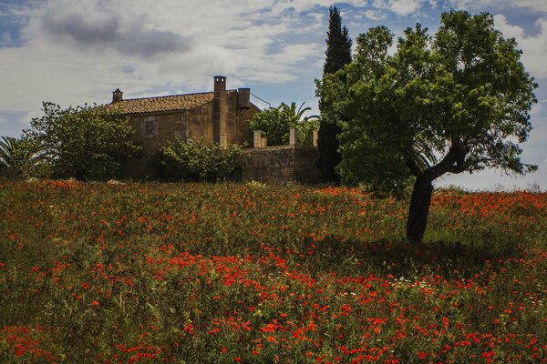 Garten mit Mohnblumen in der Nähe eines Hauses in Spanien