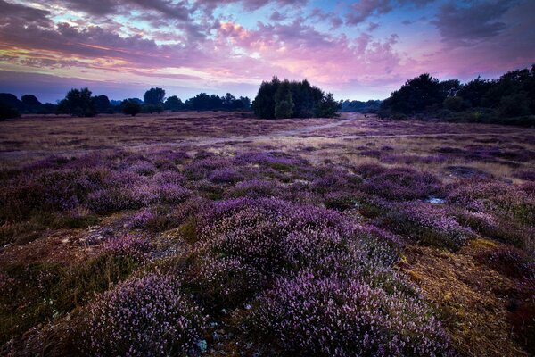 Alfombra de flores de lavanda