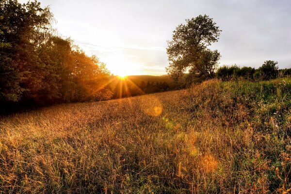 Les rayons du soleil couchant éclairent l herbe rougeâtre