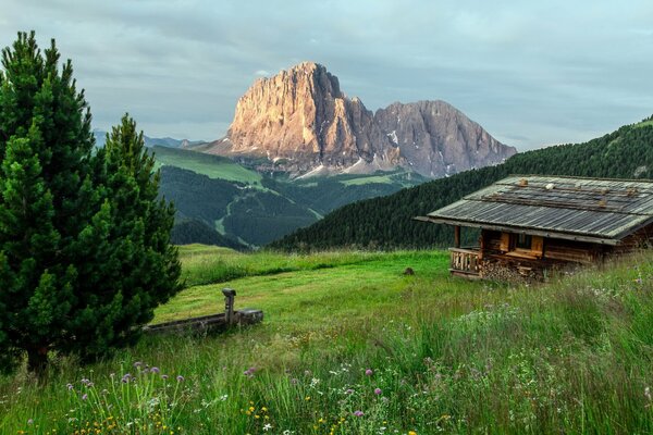 Naturaleza de montaña con un campo de verano floreciente