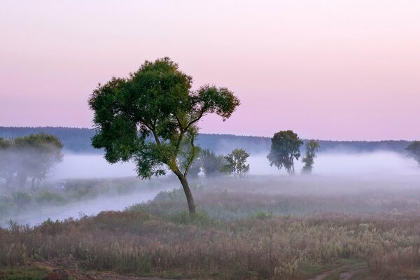 Camino brumoso en la mañana de verano