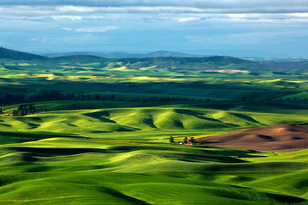 Green grass against a clear sky