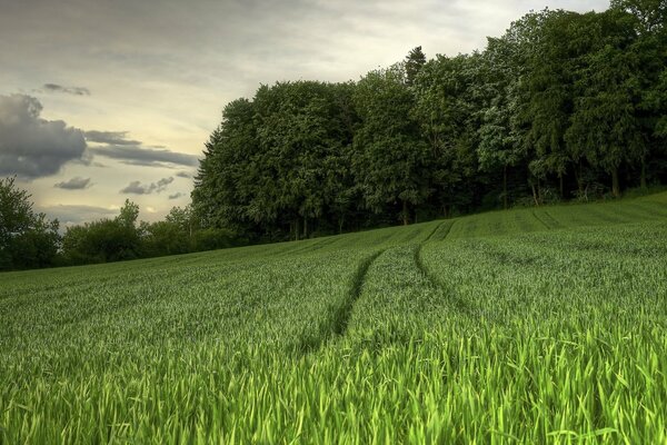 Campo verde en verano . Naturaleza