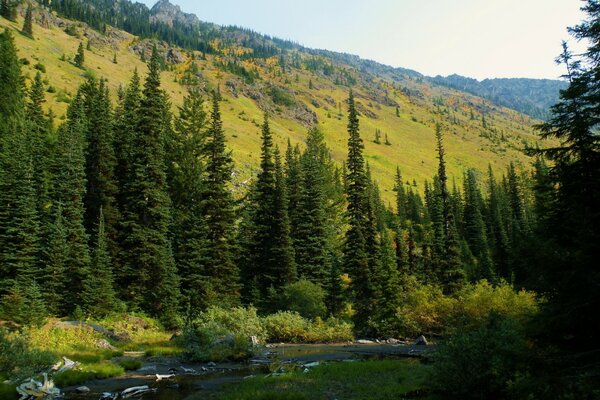 La naturaleza de Washington con el bosque de abetos