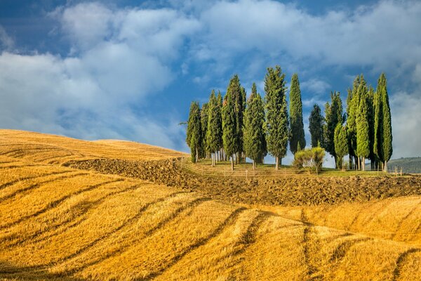 Paisaje árboles en un campo de trigo