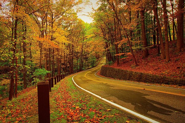 Route d automne, au milieu de la forêt