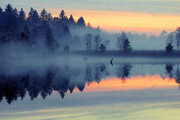 Le brouillard froid du matin se répand le long du lac et de la forêt dans les rayons de l aube