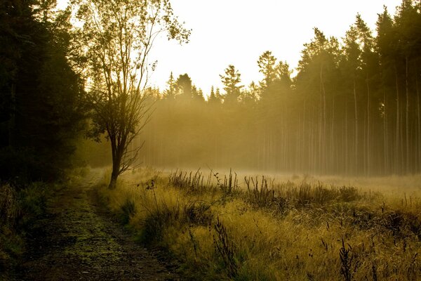 Bellissimo paesaggio foresta nella nebbia