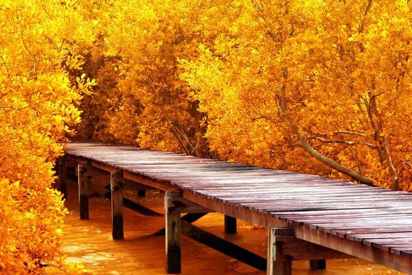 Golden autumn impresses with its colors