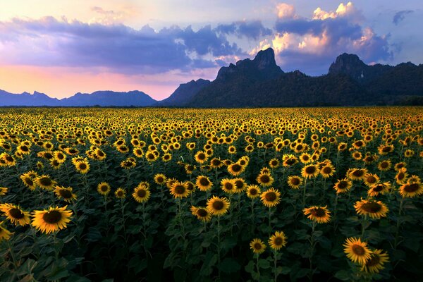 Yellow field of sunflowers under the clouds