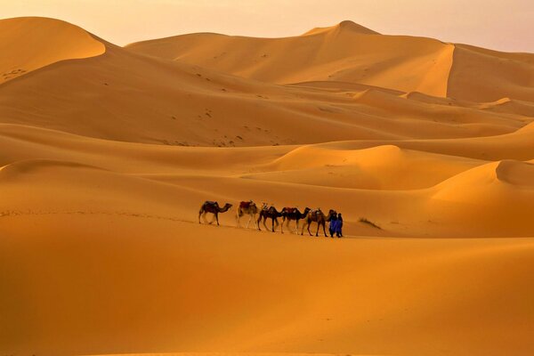 En el desierto de arena, las crestas de los barkhans en movimiento