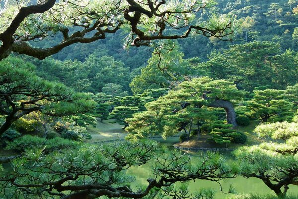 El esplendor del parque japonés en presencia de vegetación