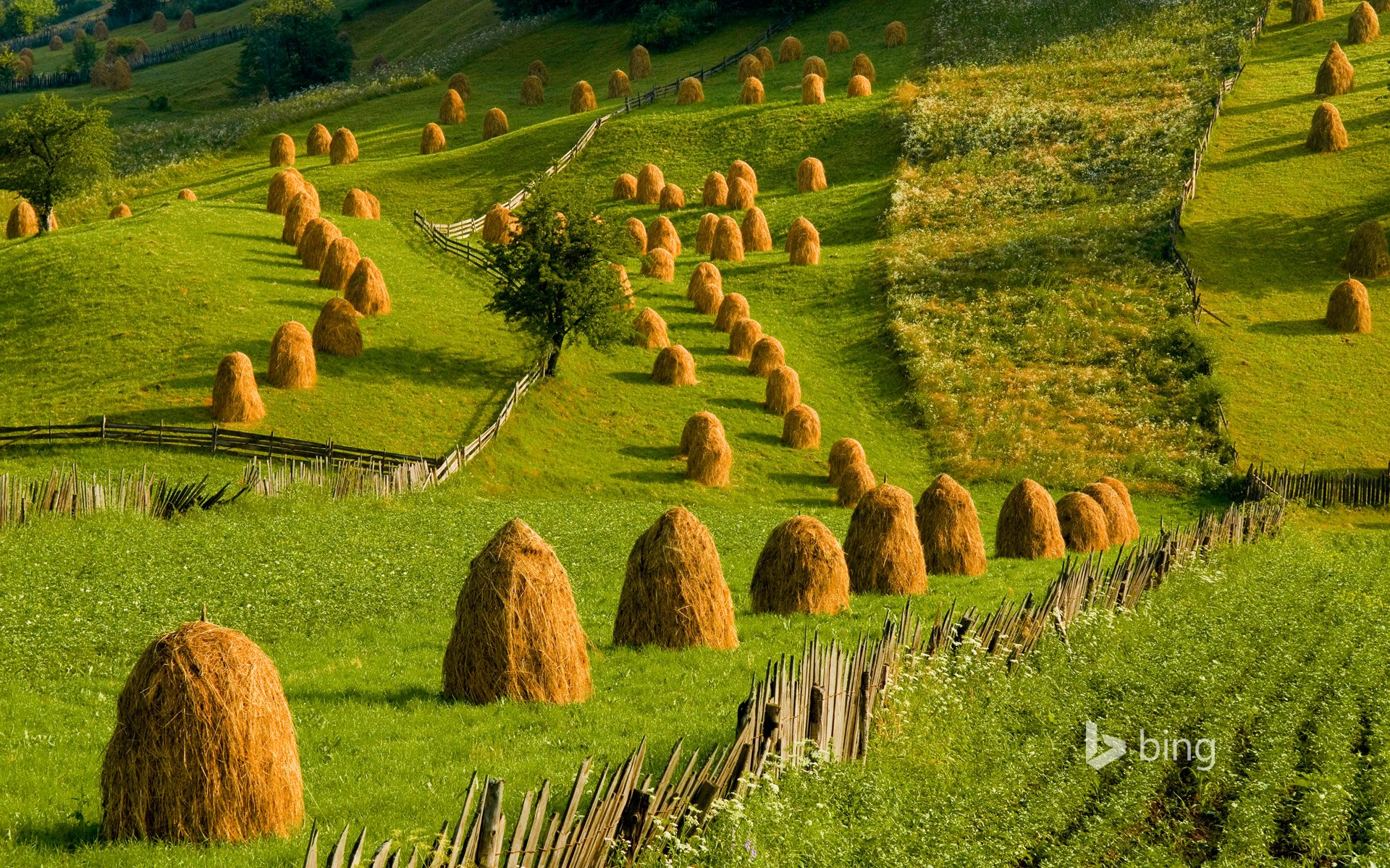 romania bucavina colline erba pila copna