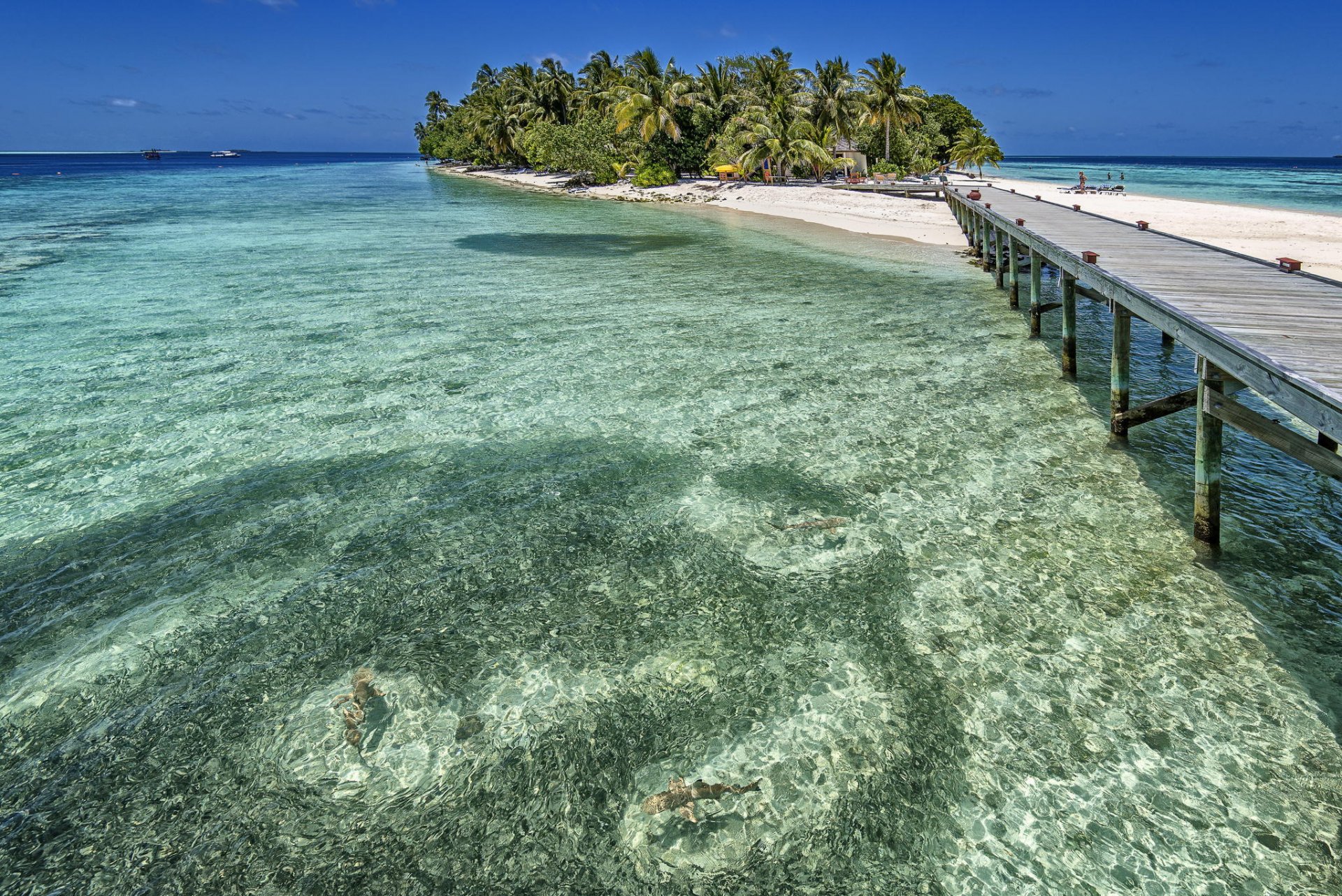 maldives océan station balnéaire été île palmiers