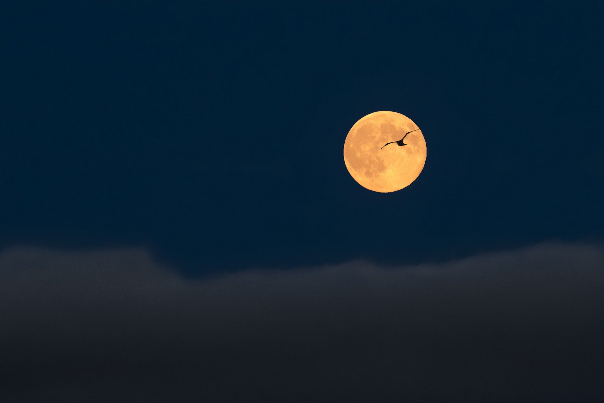 nuit lune pleine lune ciel nuages oiseau vol