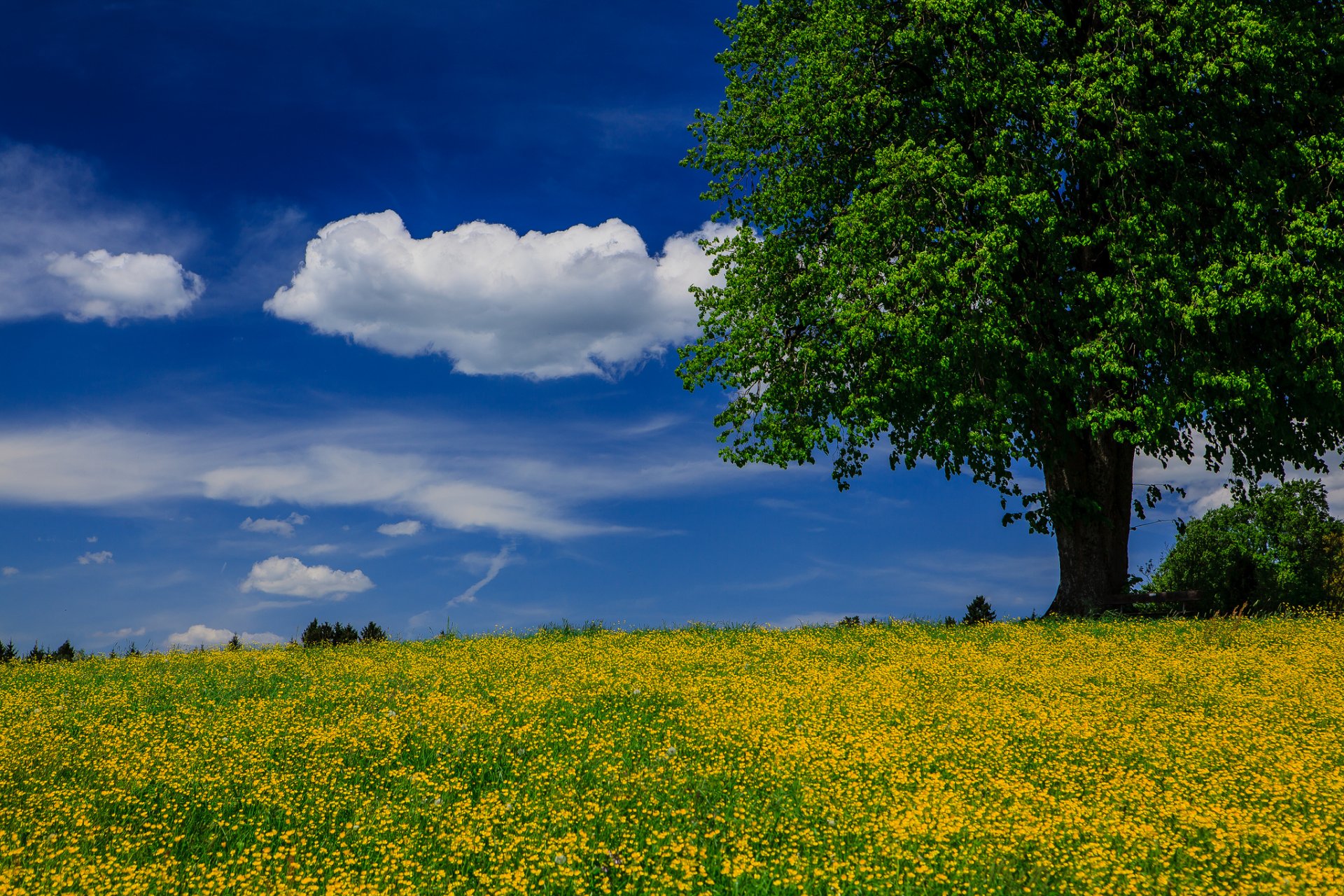 tree meadow summer