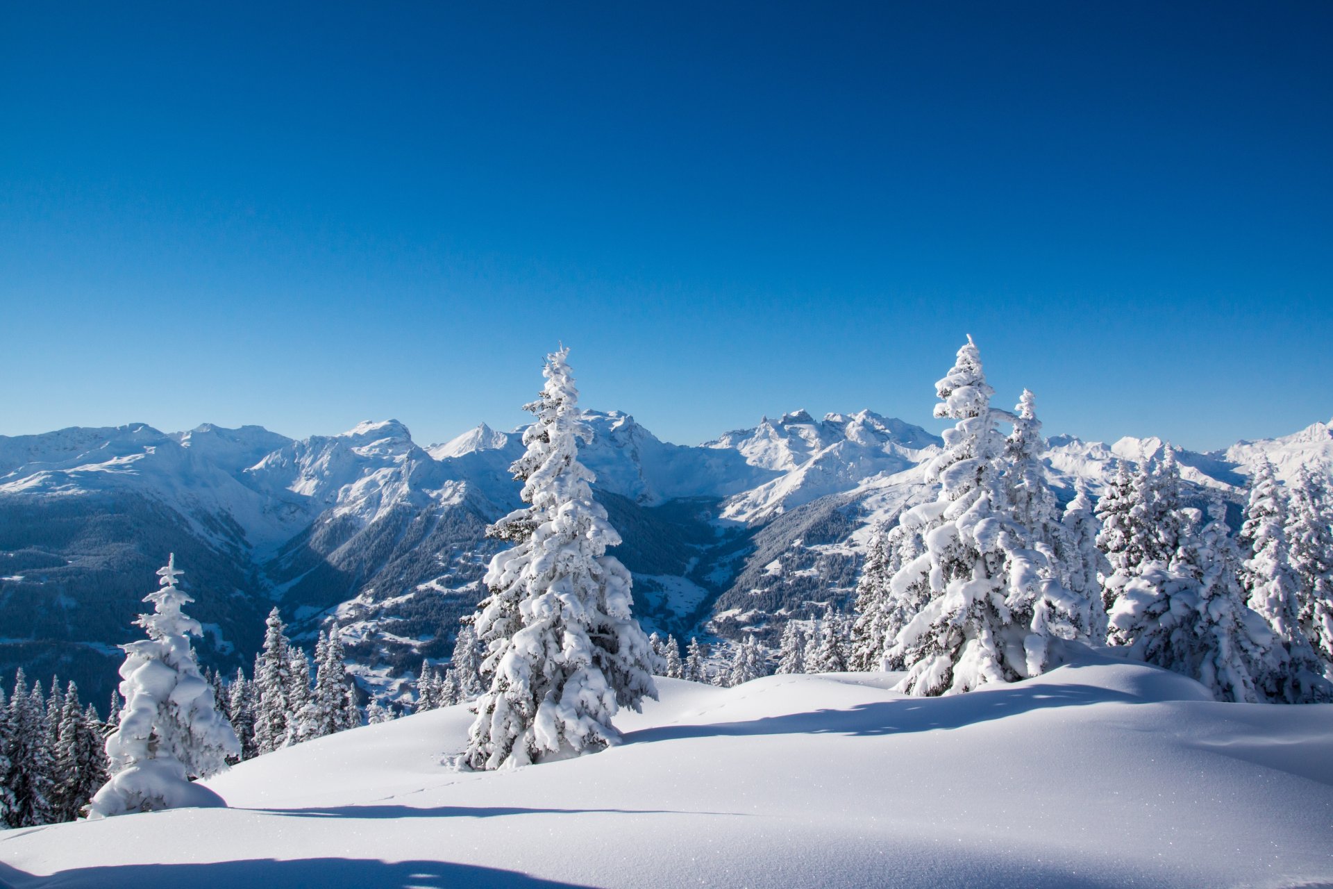 inverno neve montagne alberi abeti