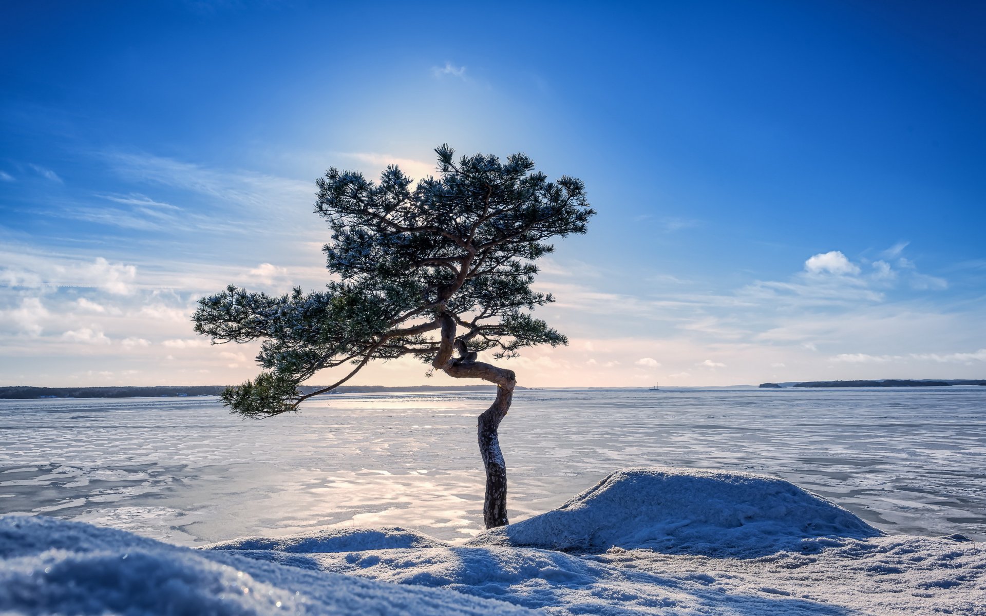 inverno lago albero