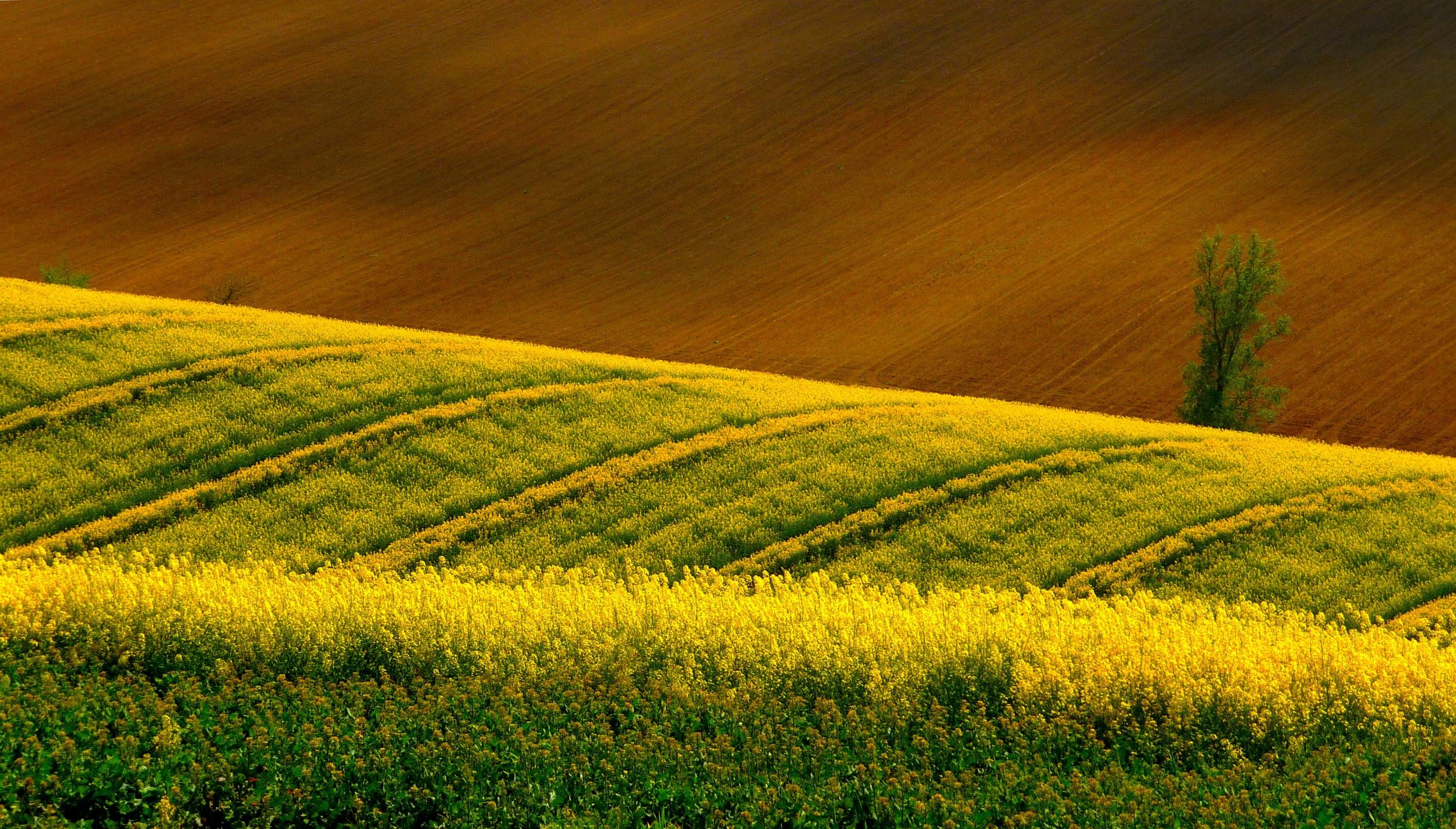 campo colza arado madera