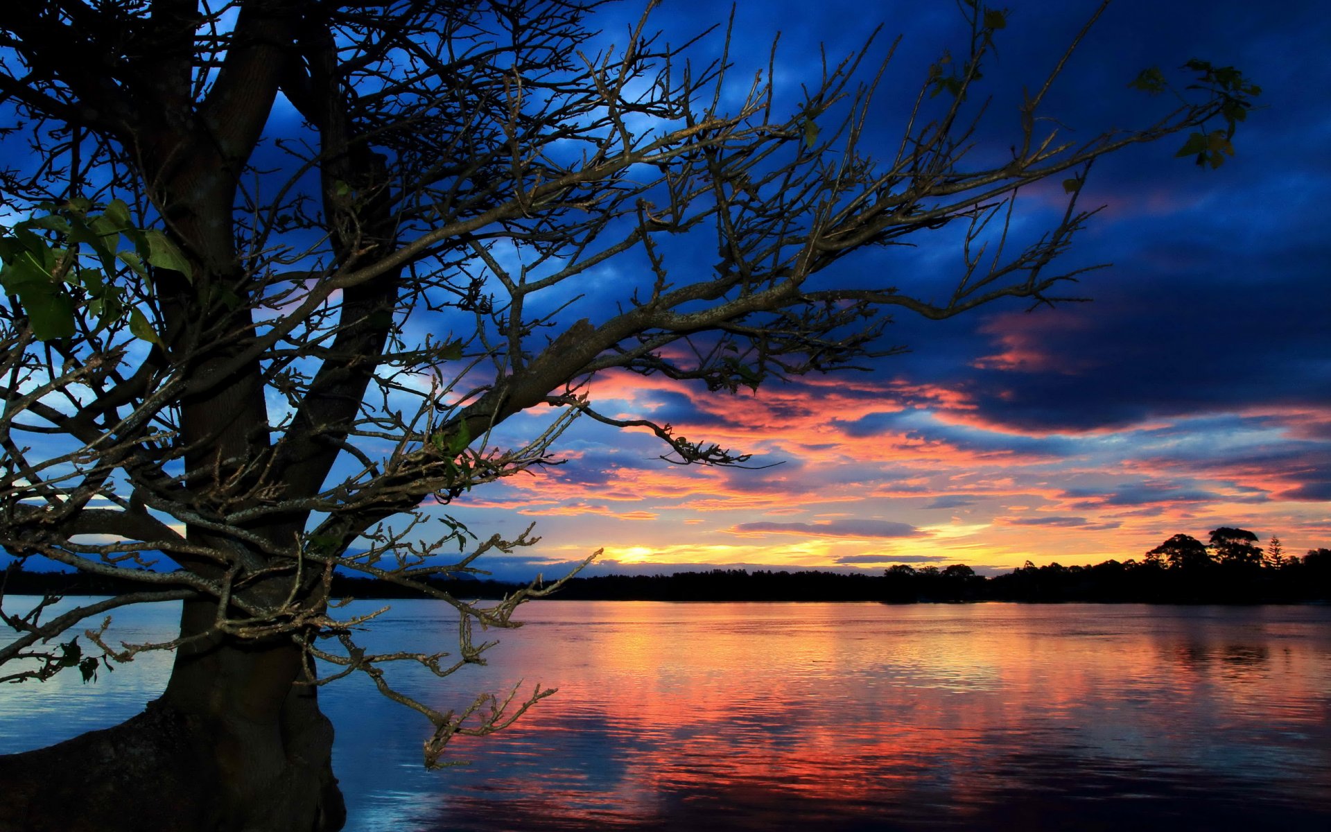 lake sunset tree landscape