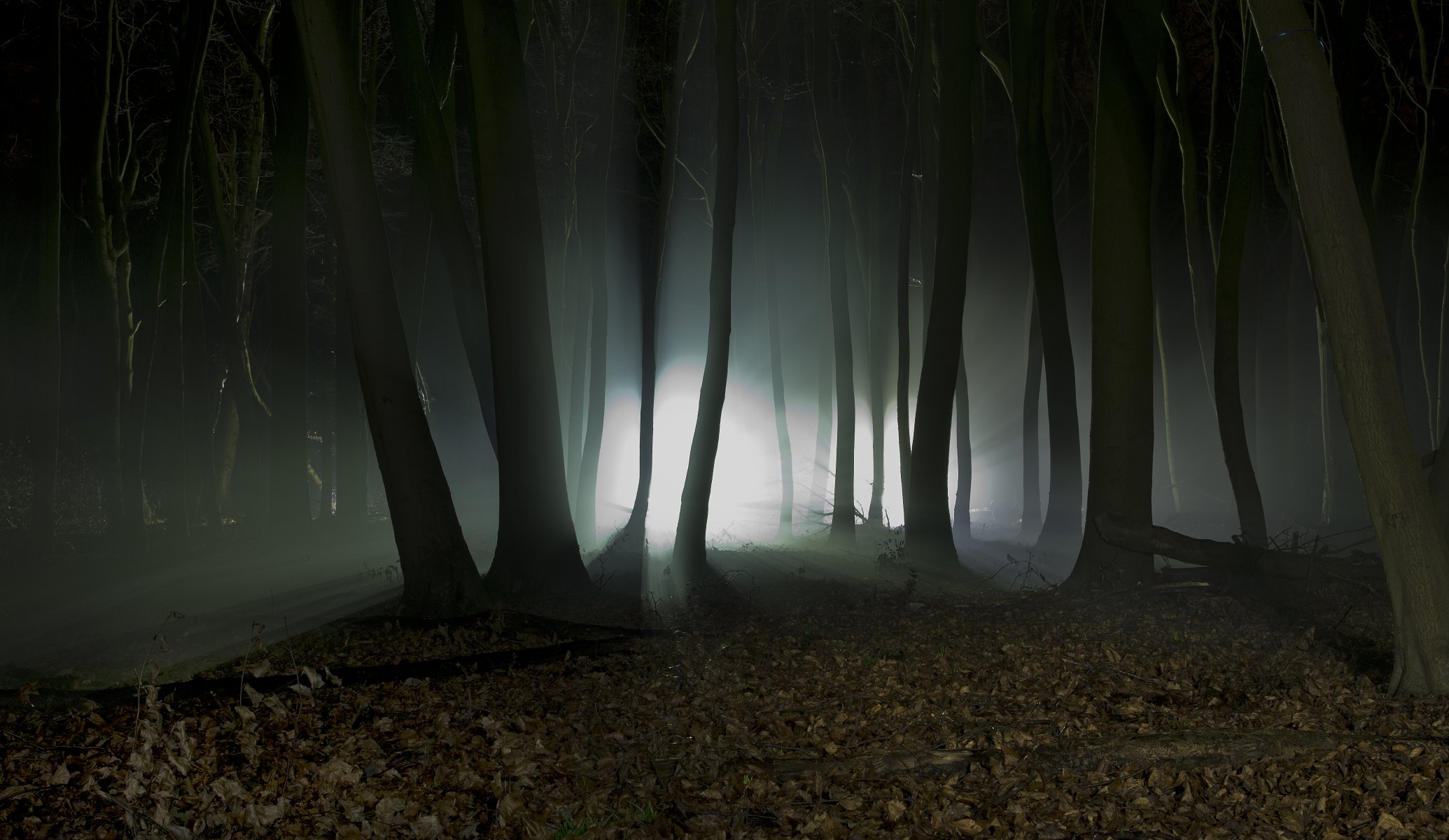 landscape nature forest tree night silhouette