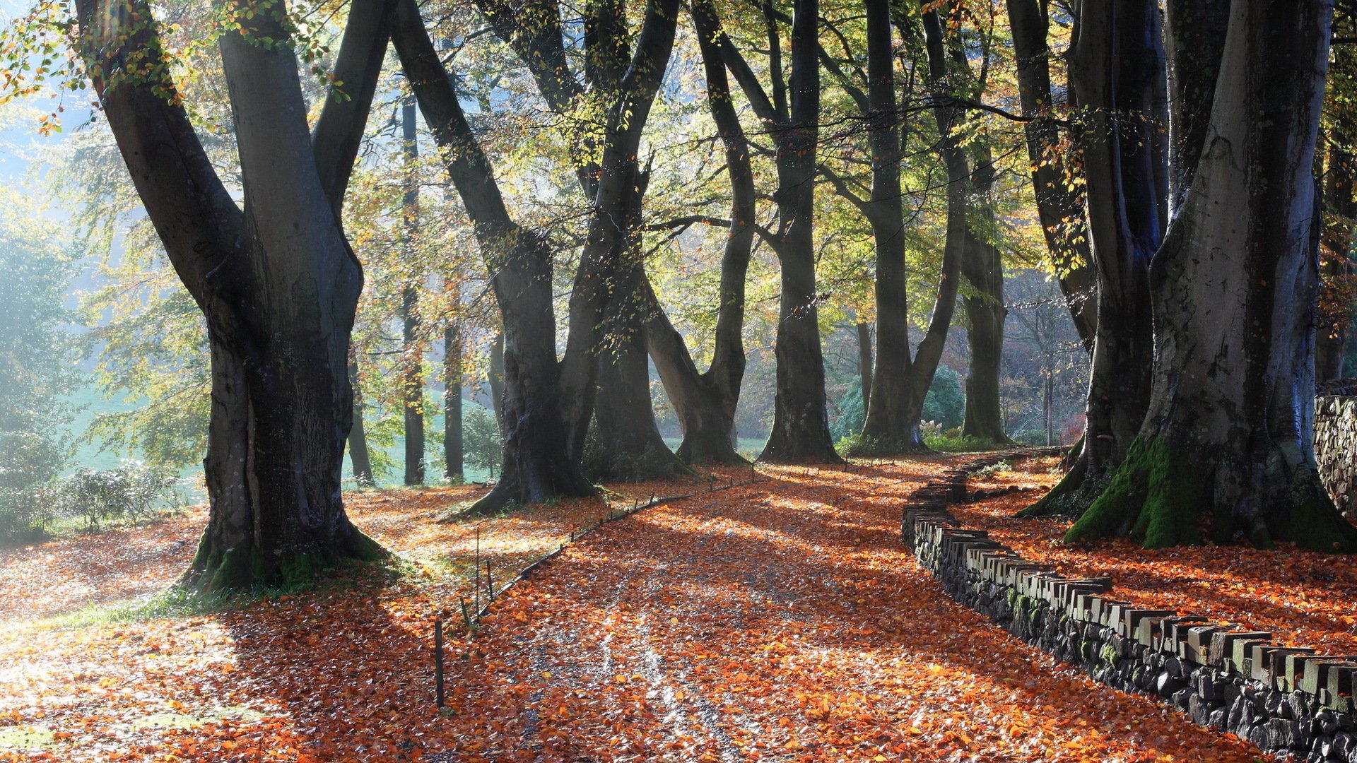 park bäume herbst natur