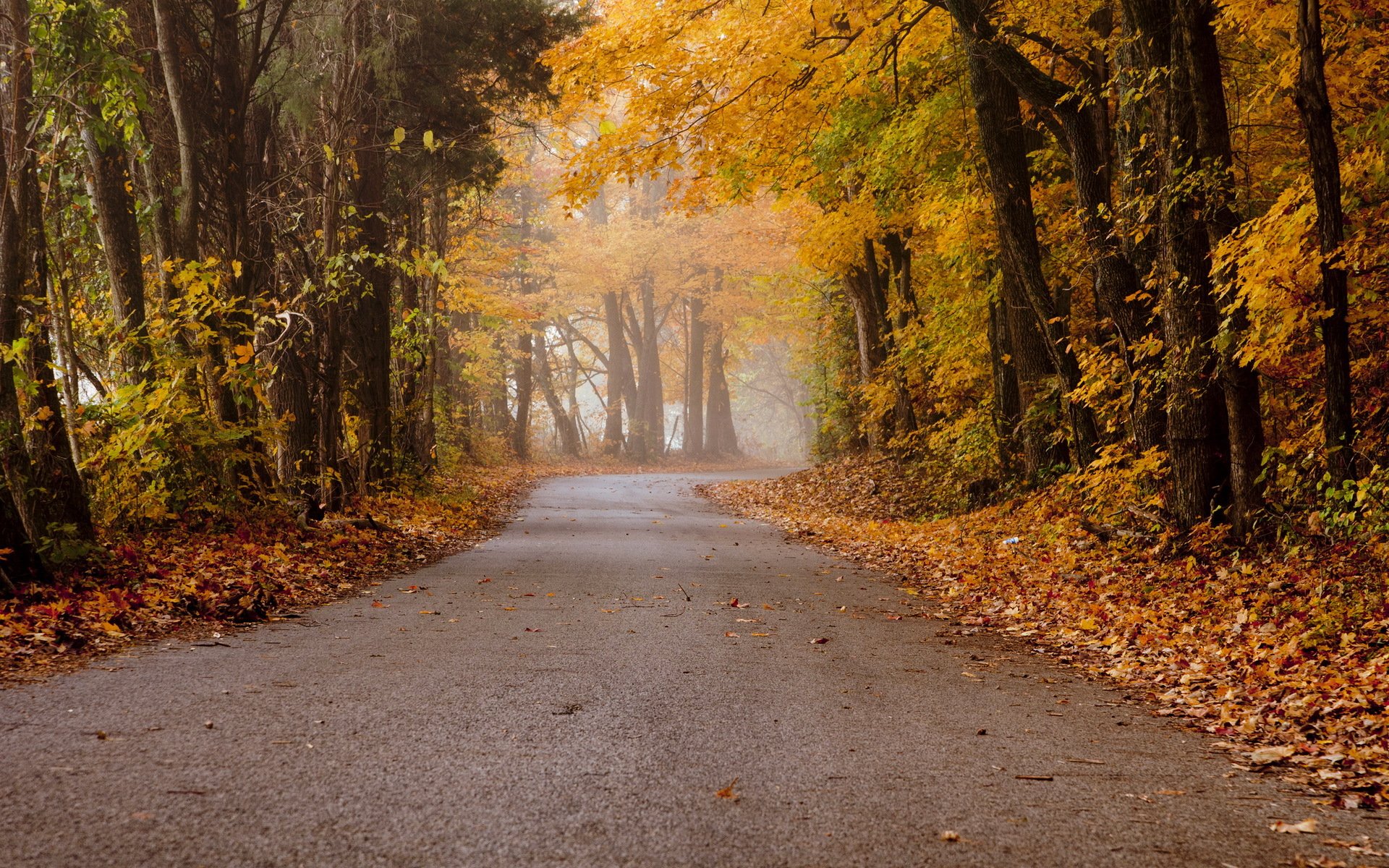 automne route paysage