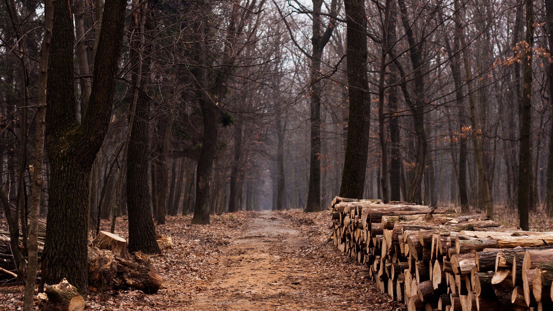 forêt route bois bois arbres voie