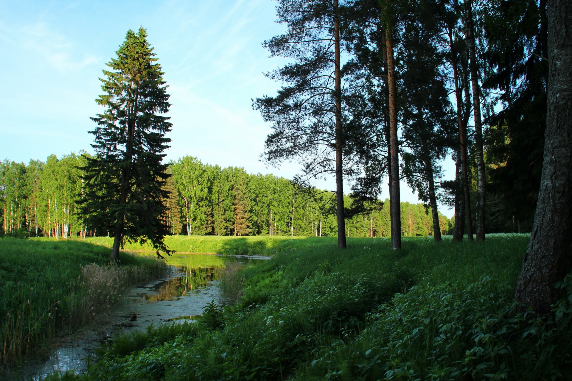 landscape st. petersburg pavlovsk tree nature