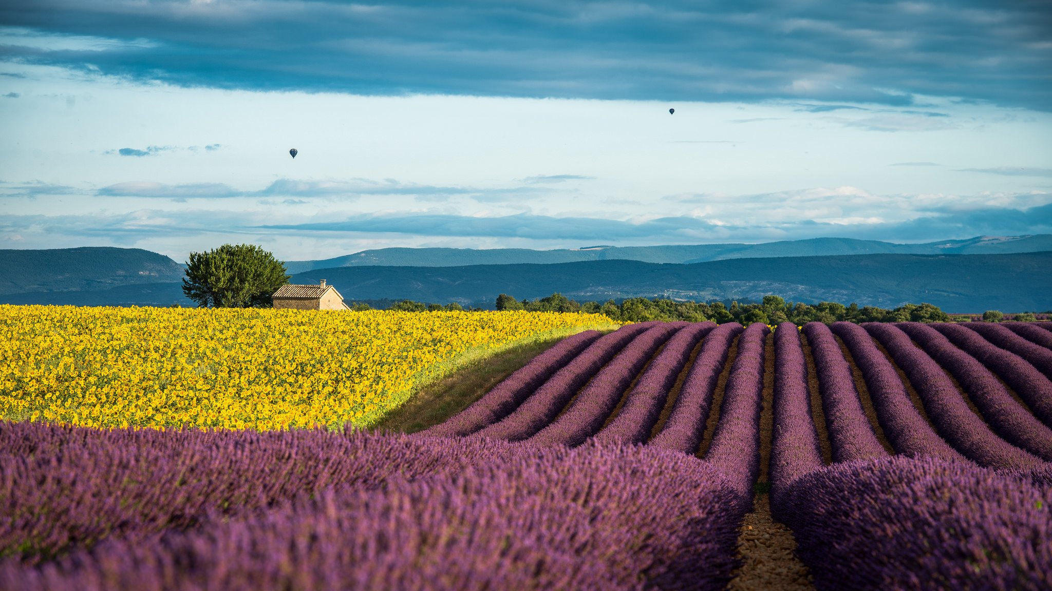 france provence champs lavande tournesols été juillet