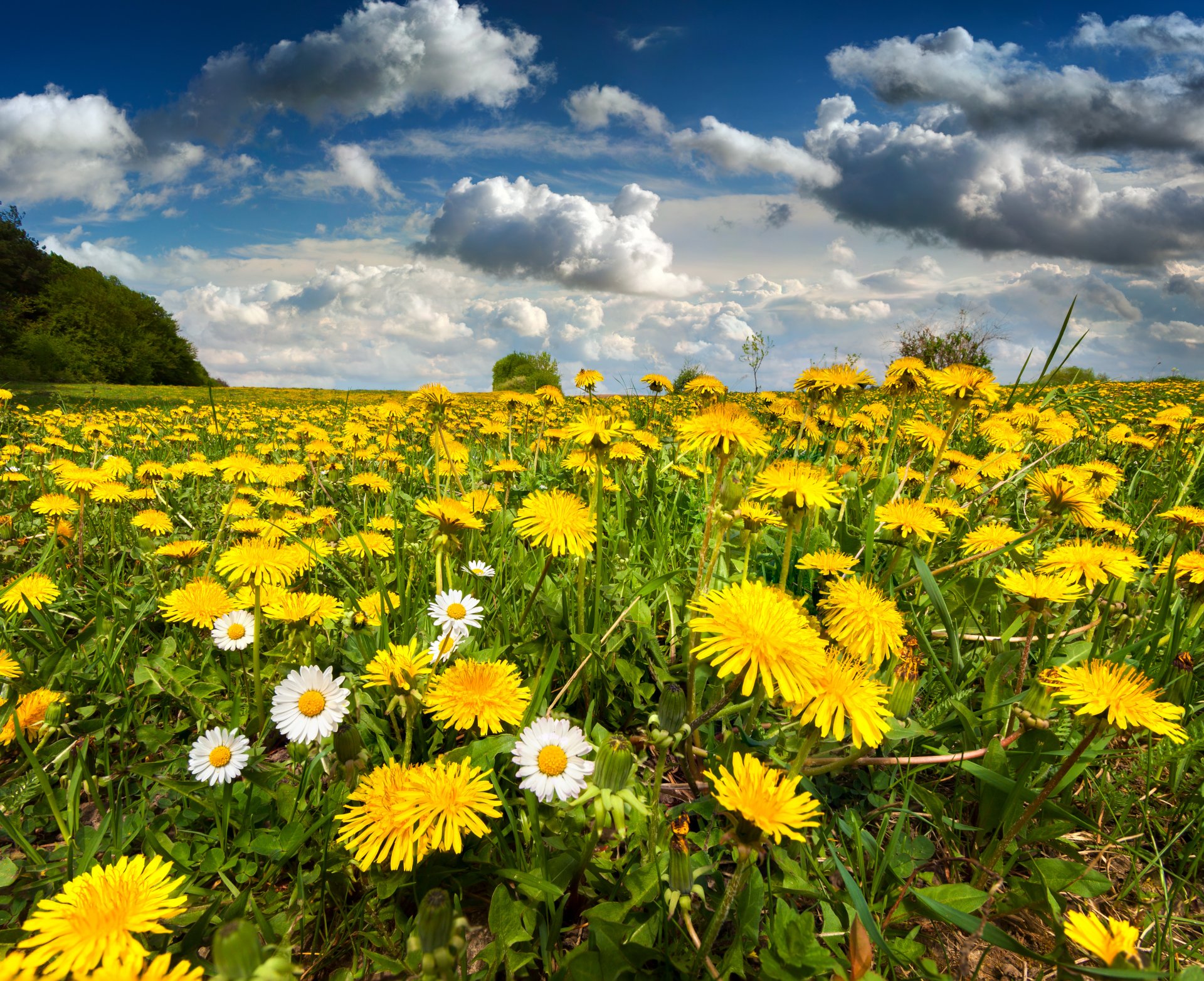 natura prato campo denti di leone fiori primavera cielo