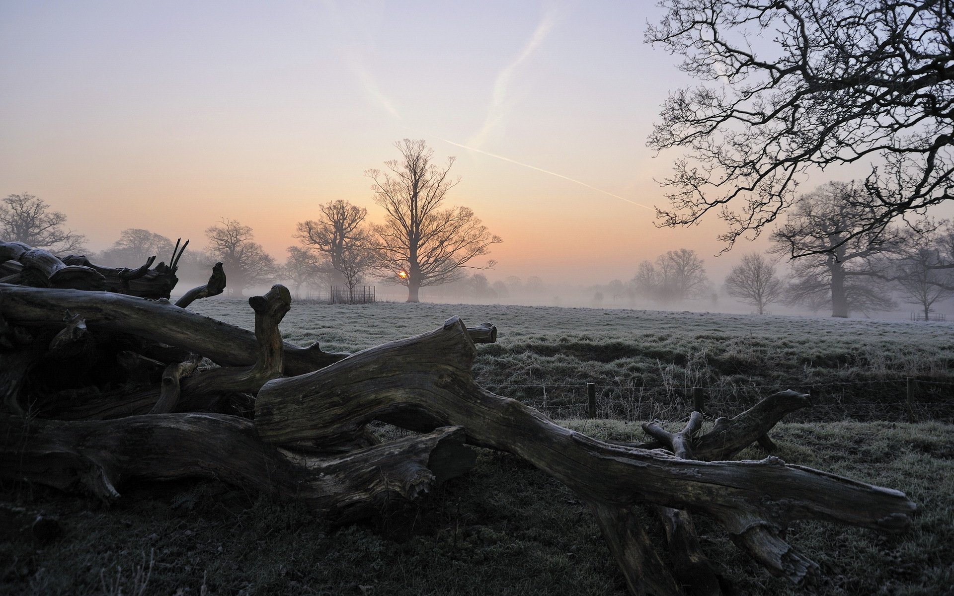 morgen bäume feld nebel