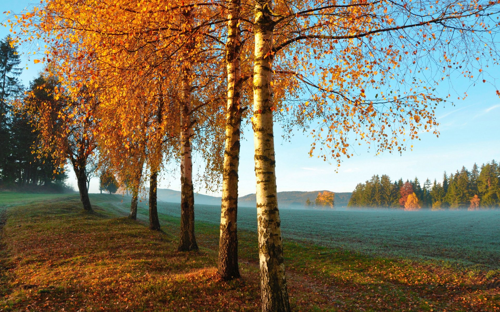 autumn tree the field morning