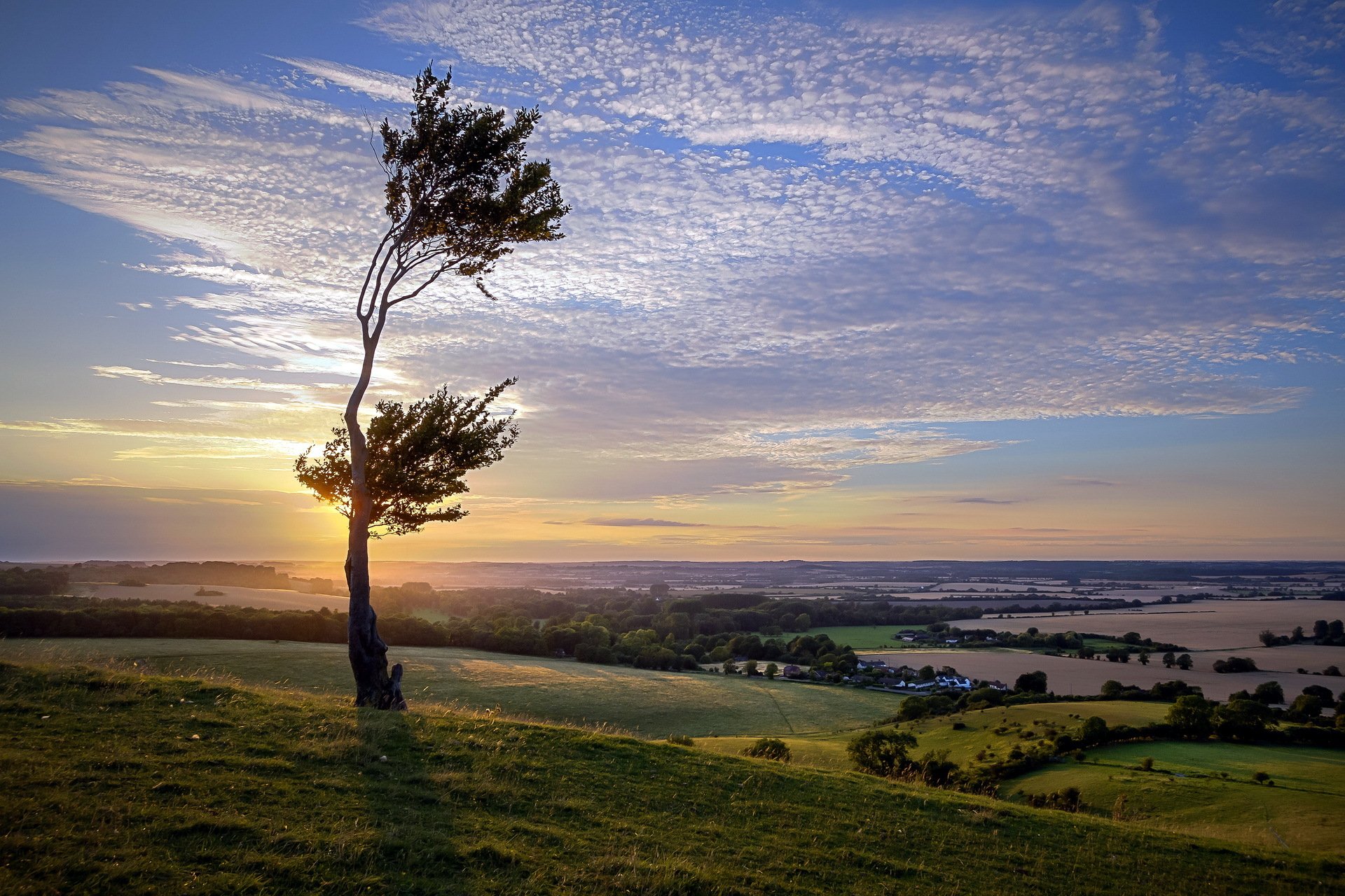 sonnenuntergang baum feld landschaft