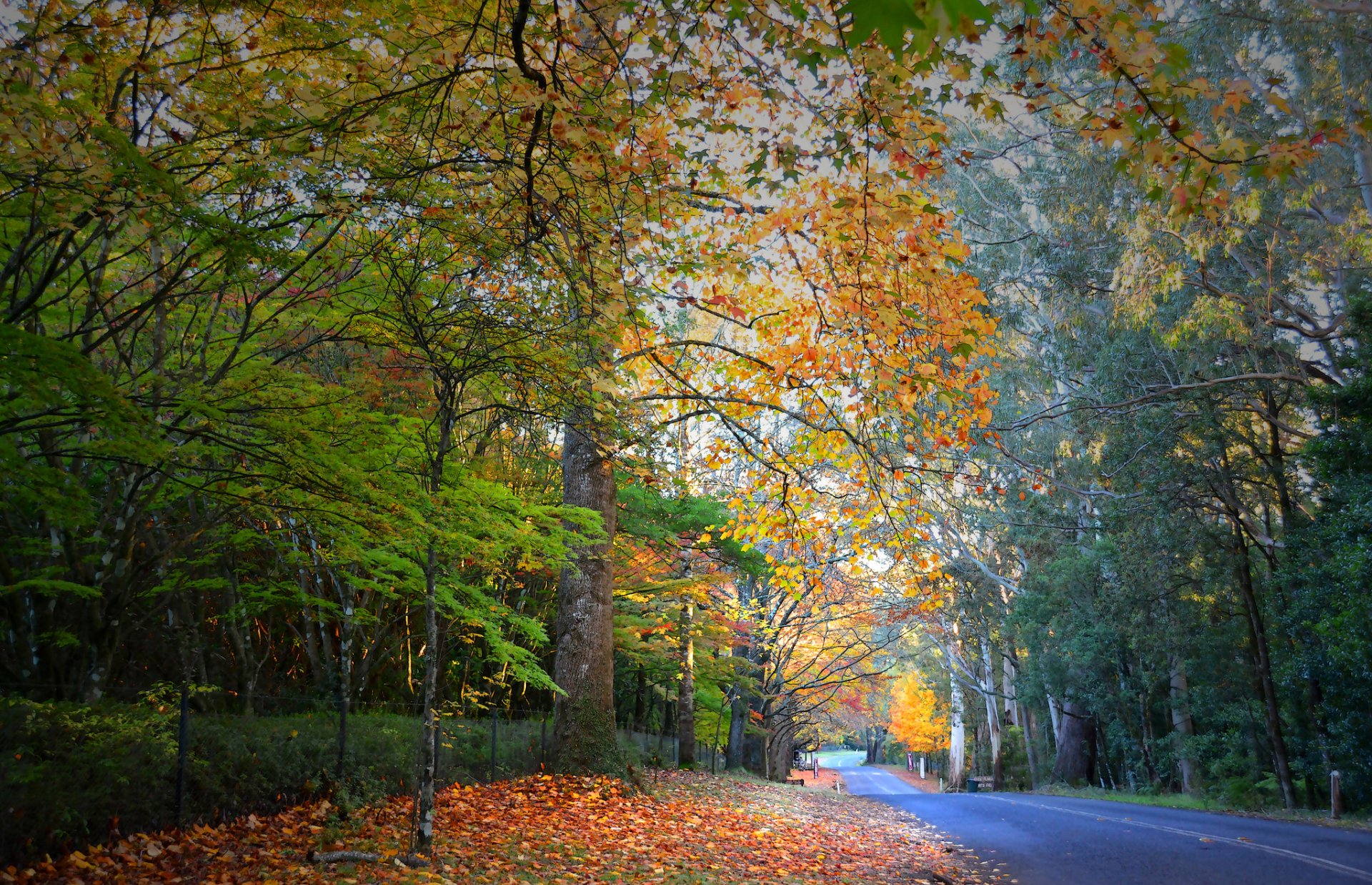 wald bäume straße blätter herbst