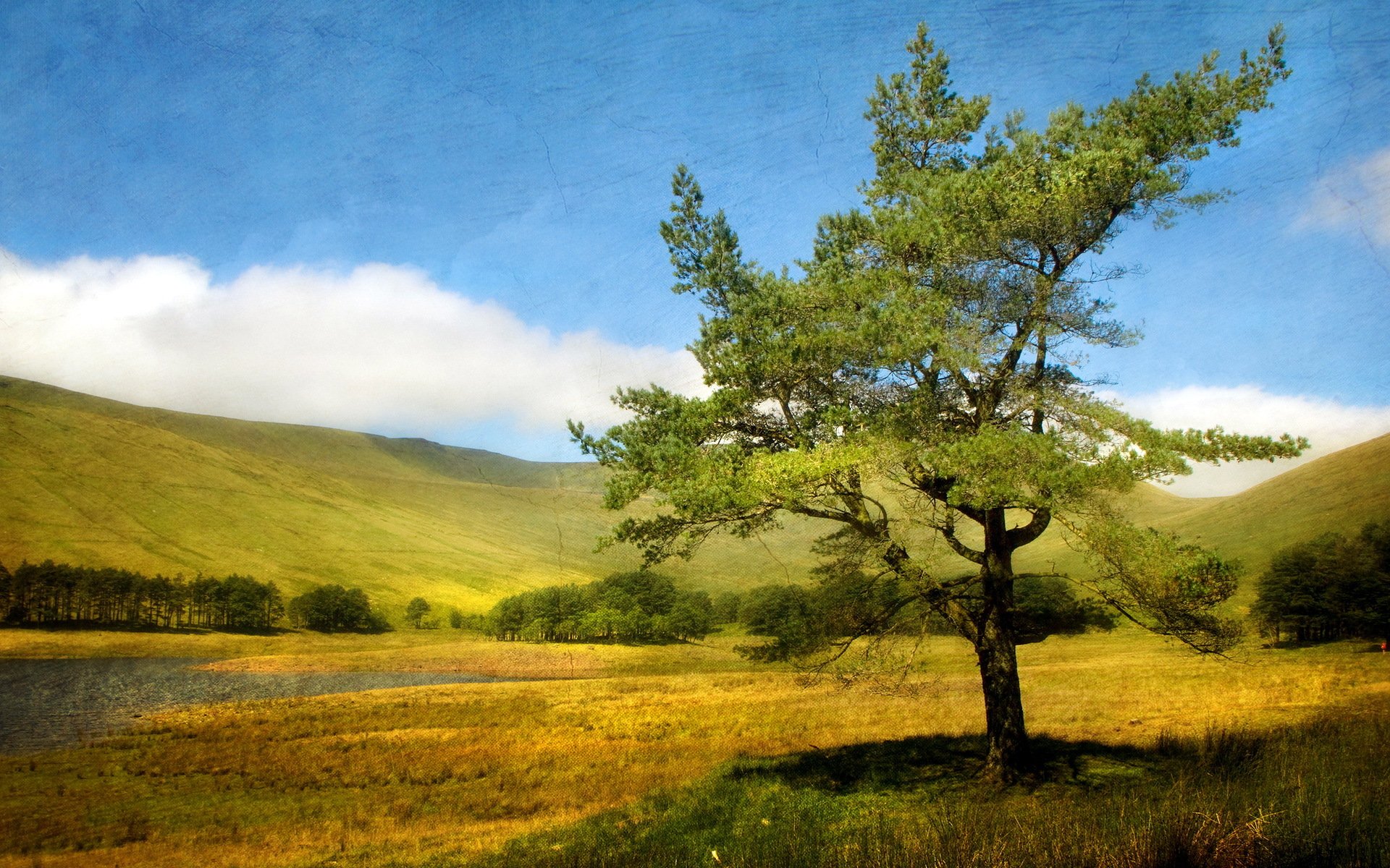 été arbre paysage texture