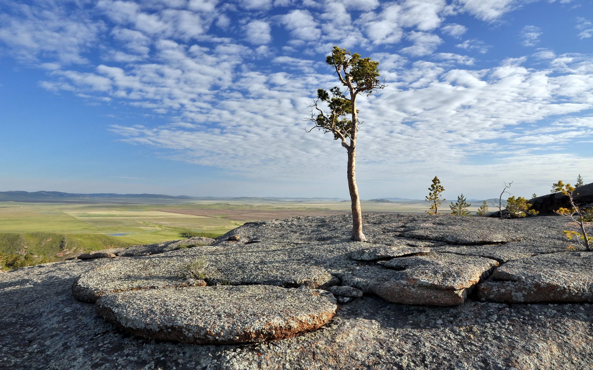 mountain tree landscape