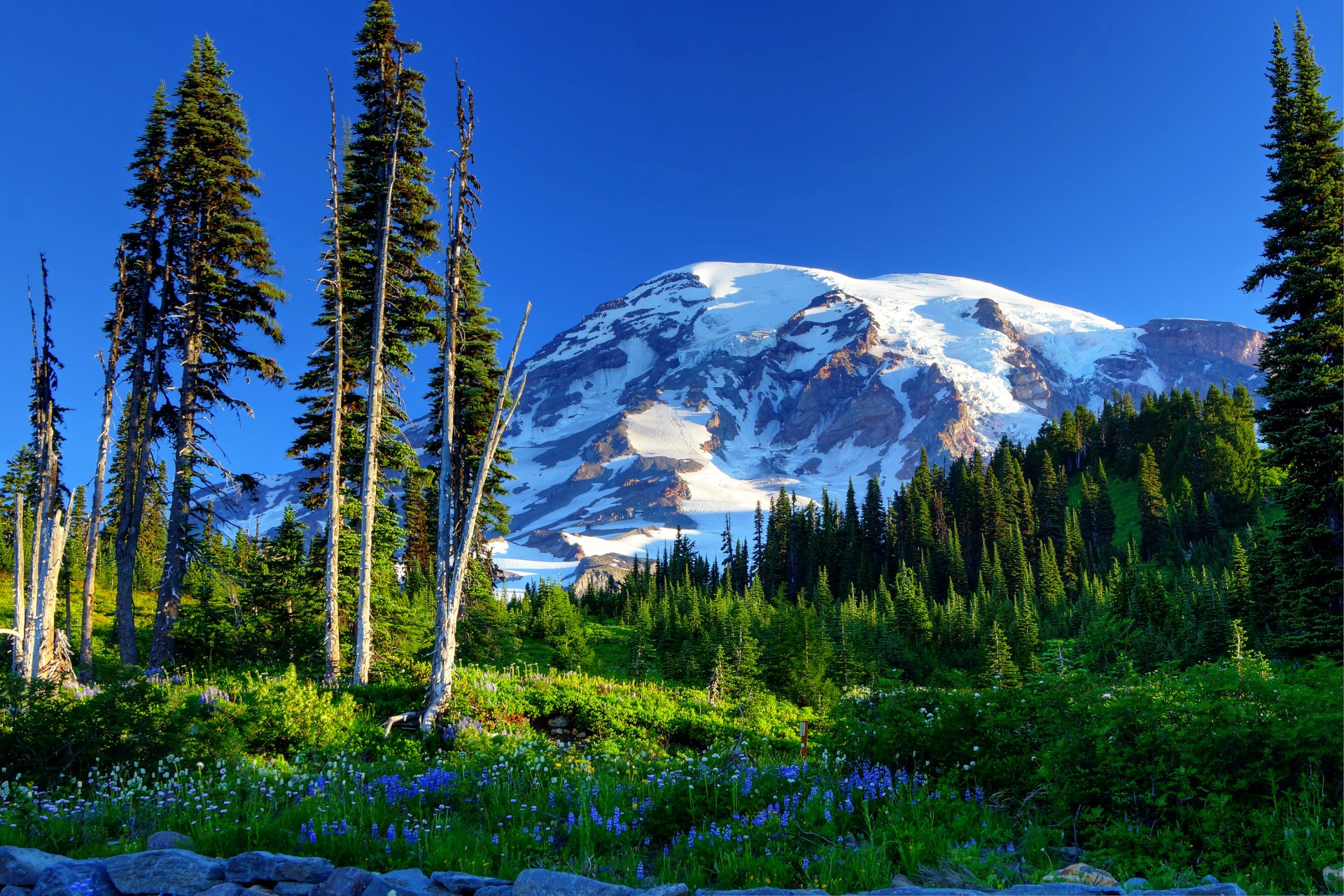 mount rainier usa himmel bäume berge schnee fichte hang gras blumen