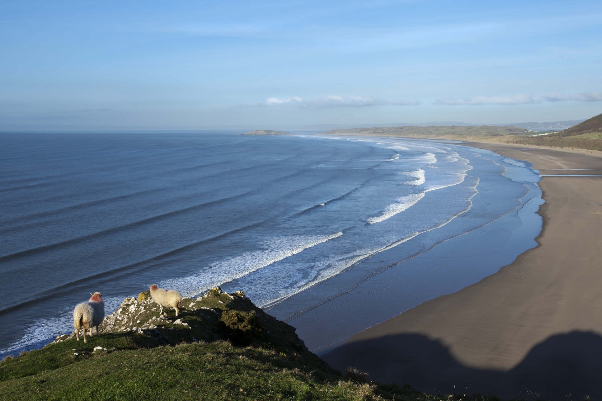 beach sea waves sheep