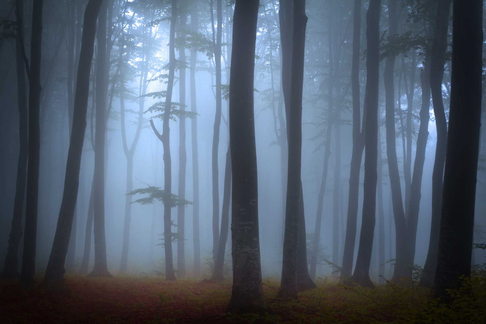 krajobraz natura las drzewa mgła