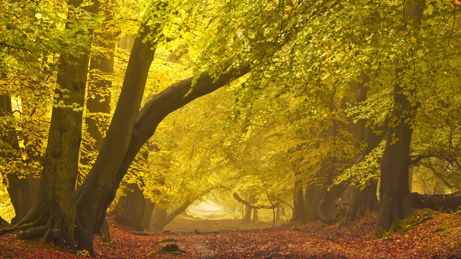 otoño carretera niebla paisaje