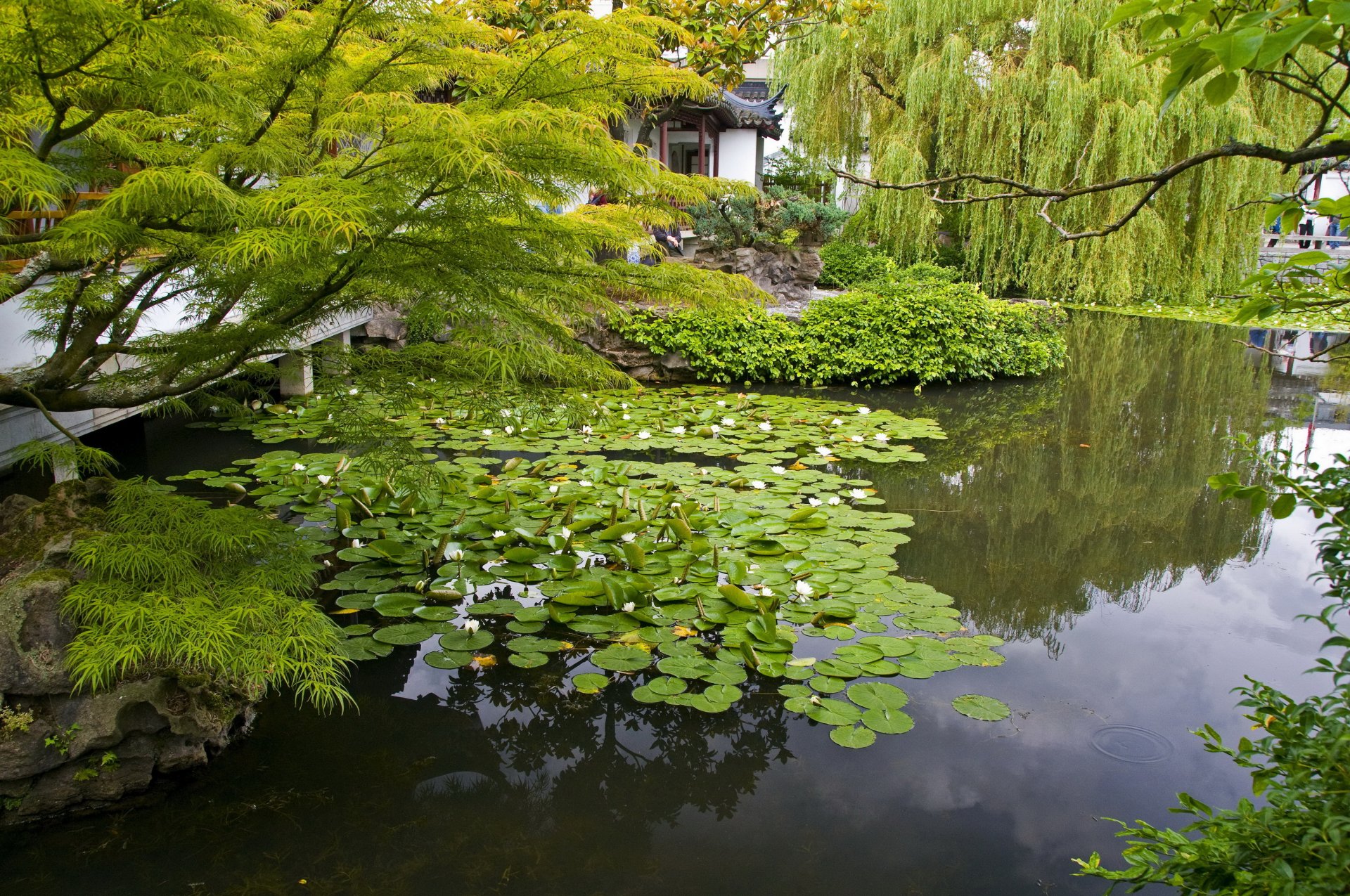 garten seerosen teich zweige natur foto